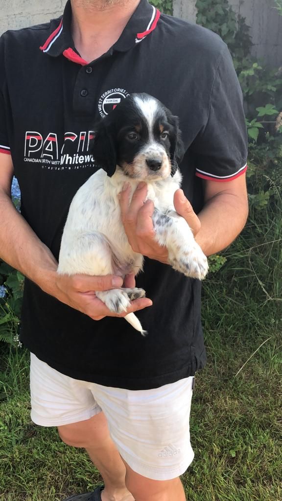 Du Val Juzet - Chiots disponibles - Setter Anglais