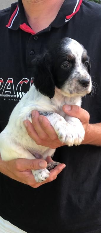 Du Val Juzet - Chiots disponibles - Setter Anglais